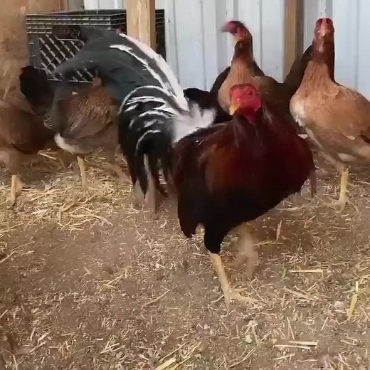 Albany Trios Breeding Season in Albany - Breeder Event