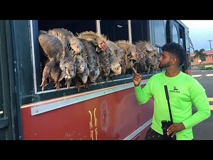 EPIC Iguana Hunt with Pellet Gun in Puerto Rico-Filling a BUS FULL of Iguanas!
