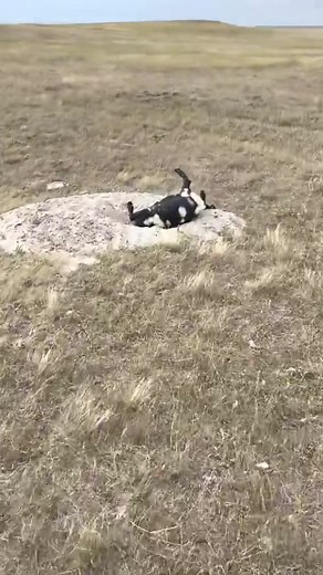 Moxi Moments on TikTok