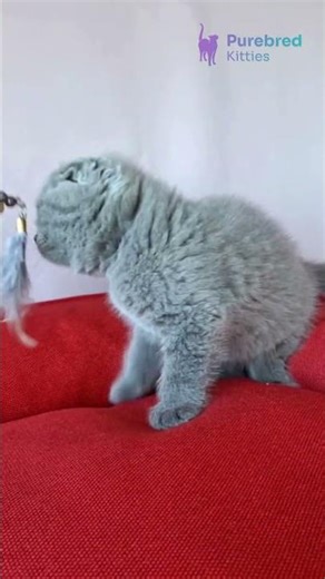 Meet Fleur: Scottish Fold Blue Calm, Loving with Gentle Soul & Peaceful Personality 🧡 #ScottishFold