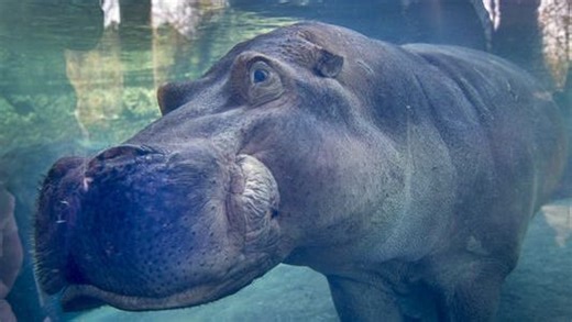 Dickerson Park Zoo plans Celebration of Life for Henry the Hippo