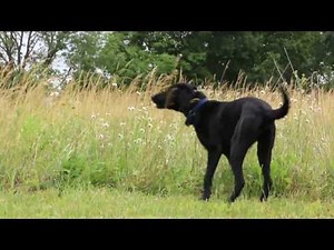 ATF Search Enhanced Evidence K-9 program (S.E.E.K)