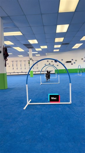 Mac demonstrates like a pro for us beginners. Today in agility league we practiced our “go” cue to build up to an “out.” The goal being able to do this from a distance and not having to show your dog every obstacle. #dogagility #agilitytraining #dogtrainingtips #sportdog #workingdog