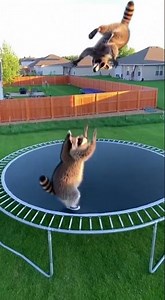 Giant Raccoon Piggyback Rooftop Jump