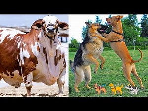 Strong🔥 bull vs cow 🔥Real Breeding Process in rural Area 🐄🚀 #BullBreeding #CatteBreeding