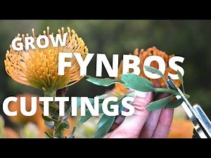 Growing Protea Cuttings Into a Profitable Business