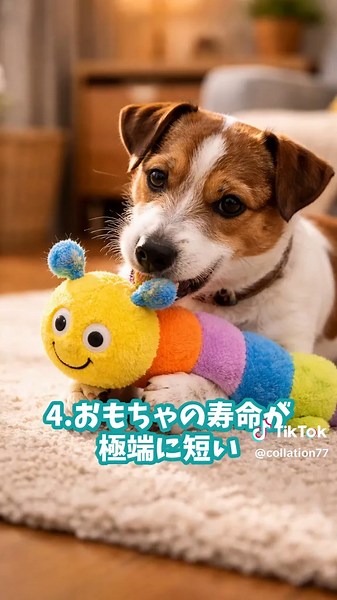 ジャックラッセルテリアの魅力と特徴