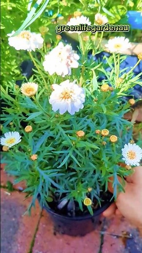 How to grow ARGYRANTHEMUM DOUBLE WHITE from cutting ‪@greenlifegardenau‬ with result#shorts
