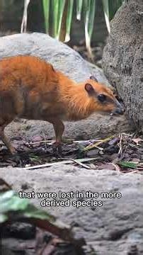 Greater Malayan Chevrotain (Greater Mouse Deer) | Narrated Animal Profile | Basal Ruminants