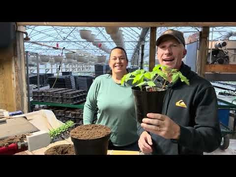 🍅 Transplanting Tomato Plants: The Secret to Bigger, Healthier Tomatoes - Live from the Greenhouse