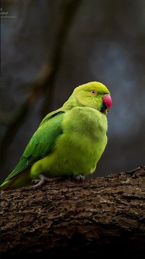Waiting patiently at the nest #wildlife #birdingparadise #birds #wildlifephotography