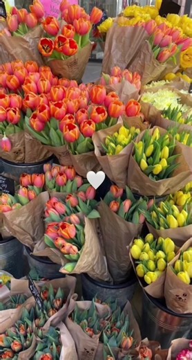 Tulip Flower Showcase