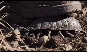 LAS COCHINILLAS TIENEN LA CAPACIDAD DE LIMPIAR LA TIERRA DE METALES PESADOS Los oniscídeos (Oniscidea), conocidos coloquialmente como cochinillas son un suborden de crustáceos isópodos terrestres con unas 3000 especies descritas. Se les puede encontrar en lugares húmedos, frecuentemente, debajo de las piedras, pero lo que muy pocos saben, es que tienen la capacidad de eliminar los metales pesados del suelo y proteger las aguas subterráneas. Todos los animalitos tienen una función vital para la v