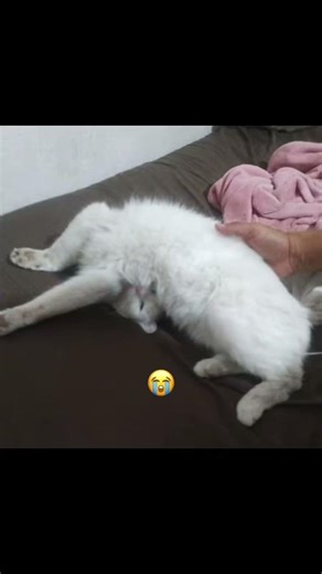 Cómo puede dormir ASII?? 😭 #gatos #gatossendogatos #gatosdomésticos #parati #mascotas