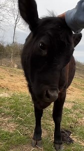 I don't wanna share... #morningroutine #dextercattlefarming #dextercattlefarm #ranchlife #cowsarecool #ranching #ranch #dextercattle | Algiere Ranch