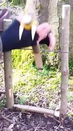 2 building trap part 3 #trap #Outdoors #forest #survivalskills #LifeHack #bushcraft | Wild survival