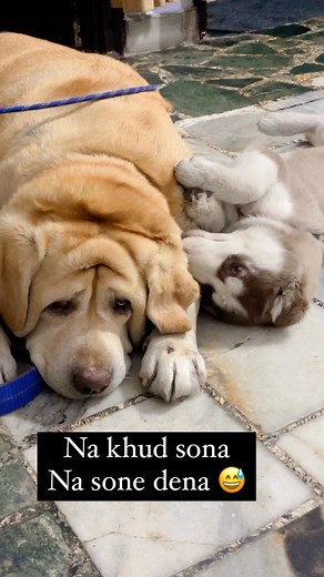 Jenny The Lab on Instagram: "@jenny.the.lab @thepunjabihusky YouTube:- Jenny & Stella vlogs ⬅️ Plz subscribe . #jennythelab #stellathehusky"