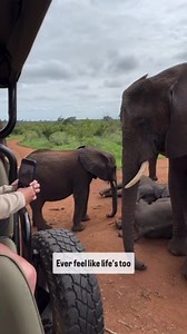These animals sleep without ever lying down
