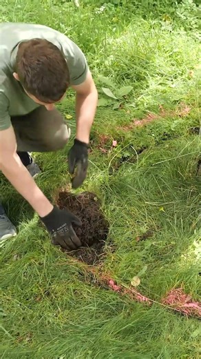 Make tree edging easy with this gardening tool