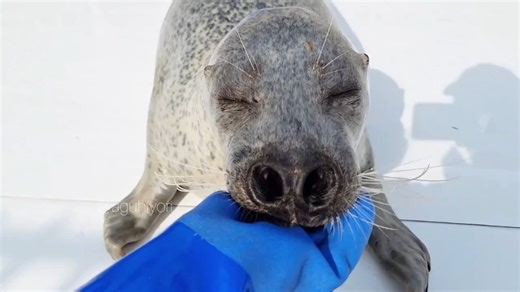 【阿古】阿古君的搭下巴！一开始它把嘴贴在了训练员的手上，但重新尝试后便做得很好了。而且虽然眼睛闭着鼻子却是张开的笑