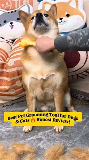 Best Pet Grooming Tool for Dogs & Cats 🔥 Honest Review! #dog #petgrooming #shorts #bestpetsupplies