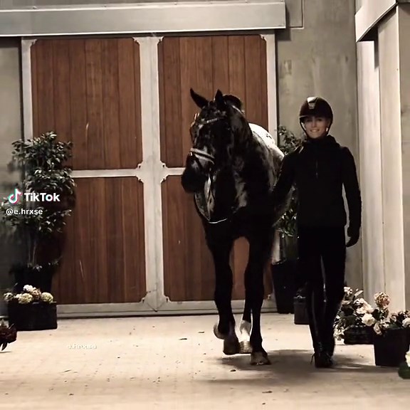 Perfect Dressage Horse Spotilas and Totilas