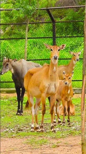 Nilgai: The Serene Sentinel of the Grasslands.