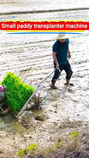 Small paddy transplanter machine 🌾#shorts #shortsfeed #ytshorts