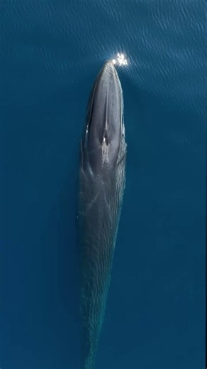 5.1K views · 45 reactions | Does a whale shit in the ocean? Not only...