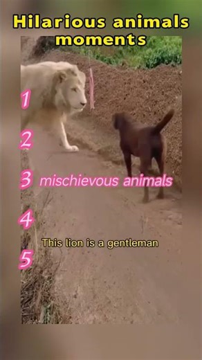 Ranking Best animals Moments