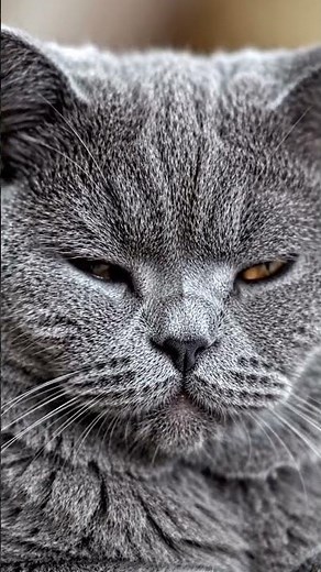 Cat Eyes Close-Up 🐱✨ | Ultra Aesthetic Slow Motion 4K Cinematic#shorts #viralvideo #animals #4kvideo