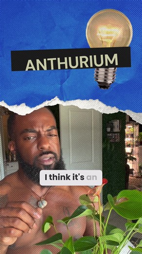 I introduce my red anthurium plant that I previously damaged with grow lights. After getting advice from a fellow plant enthusiast at Lowe's, I placed it in conditioned water with plant food. In less than a week, I'm amazed by the beautiful root development and new leaf growth. I'm excited about incorporating water propagation into my plant care routine and plan to collect anthuriums in multiple colors. #Anthurium #PlantCare #WaterPropagation #PlantGrowth #IndoorPlants