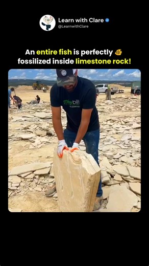 An Entire Fish Perfectly Fossilized Inside Limestone Rock 😱🪨