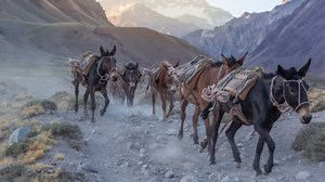 Wild Horses and Equids: Meet All 9 Species and Their Stories