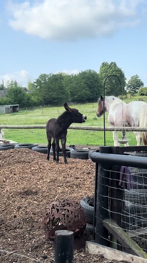 Jerome's First Bray: Capturing Baby Donkey Moments