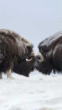 Muskox: This Shaggy Animal Tank Survived the Ice Age! #muskox #arcticanimals #animalfacts