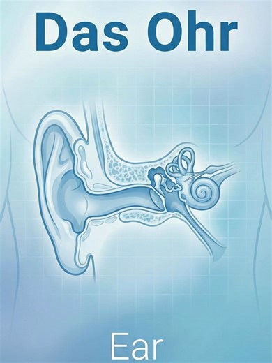 🇩🇪 Essential German medical vocabulary: Body Parts. Listen and repeat. 🗣️ #LearnGerman #DeutschLernen #BodyParts #DerKörper #MedicalGerman #Anatomy #DeutschMitDoktor #Shorts #Reels #A1German