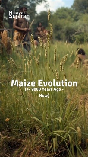 🌽 The Evolution of Maize: From Teosinte to GMO Corn #shorts #maize #trending