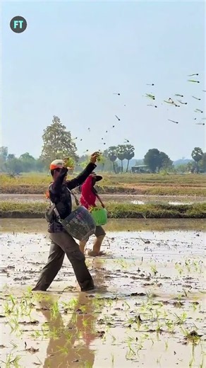 Thailand's unique method of rice farming...