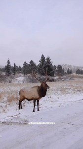 307K views · 7.8K reactions | Bull elk in Estes Park Colorado. #bullelk #fypシ #coloradoadventures #foryoupageシ #coloradowildlife #WildlifeEncounters #Colorado #wildlife #EstesPark #estesparkcolorado | Colorado Adventures | Facebook