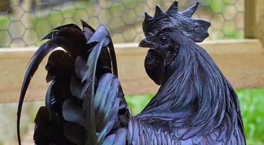 Meet the 'Lamborghini of Poultry': Ayam Cemani Chicken