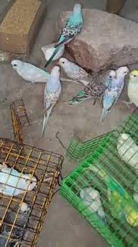 lovebirds colony breeding setup#vicky birds