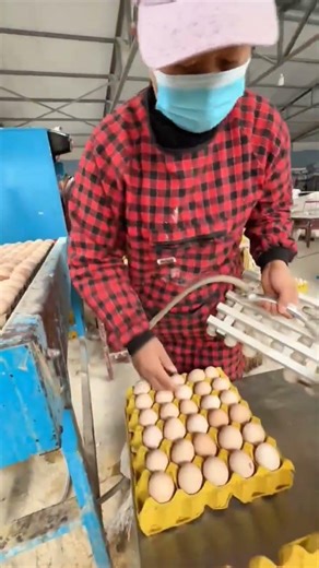 Satisfying Egg Cleaning and Sorting Process | Smart Egg Processing Machine in Action