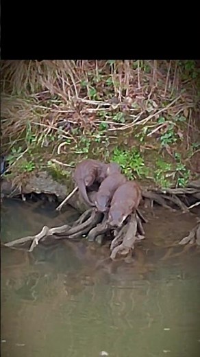 Fish a plenty in the River Frome. This Otter family, female two kits, has managed to catch a fish.
