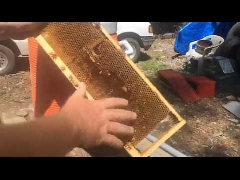 Unusual Poor Man's Queen Making Method