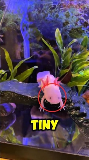 This Smiling “Alien” Can Regrow Its Body… Meet the Axolotl! 🦎✨#axolotl #cuteanimals#wildlife #animal