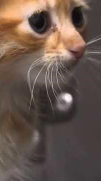 'Kitty Palooza' adoption event to be held after over 80 cats were rescued from home