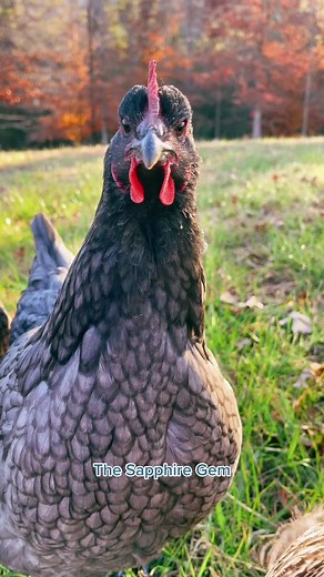 Discover the Beauty of Sapphire Gem Chickens
