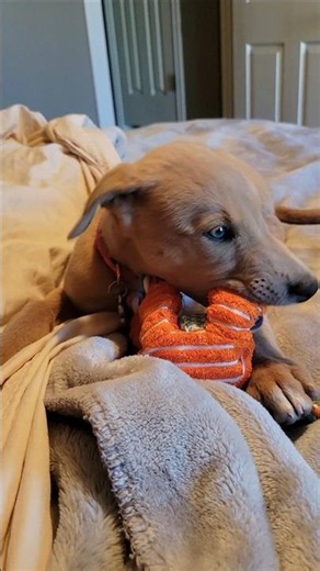Nobody Talks About Greyhound Puppies…
