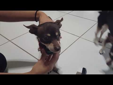 Vibration Correction Dog Collar by Our K9, No-Shock Bark Collar review